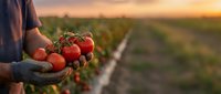 Farmer holding fresh ripe tomatoes at sunset in agricultural field. Organic farming and harvest concept for healthy food production and sustainable agriculture.