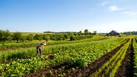 Farmer harvesting vegetables in large agricultural field with rows of crops and farmhouse in background, suitable for agriculture, farming, and rural lifestyle content.