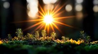 Vibrant sunburst illuminates tiny evergreen seedlings growing on mossy ground, creating magical forest atmosphere with natural lens flare and bokeh effect at sunset.