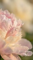 Delicate pink peony flower with morning dew drops on soft petals in warm golden sunlight creating dreamy bokeh background for spring garden photography.