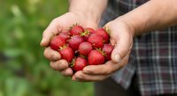 Fresh ripe strawberries held in male hands outdoors, farmer harvesting berries for food production, agriculture and farming concept.