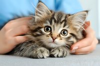 Adorable fluffy tabby kitten with big expressive eyes resting on grey surface while being gently held by caring hands against soft blue background.