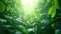 Fresh green leaves with morning dew drops in soft sunlight creating natural bokeh effect, environmental concept for spring and summer season.