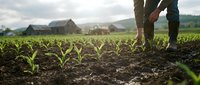 Farmer walking through rows of young green corn seedlings in agricultural field with barn and mountains in background during golden hour sunrise.