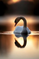 Graceful white swan swimming on calm water at sunset, creating mirror reflection. Orange and golden light creates dreamy atmosphere on lake surface.