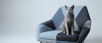 Gray cat sitting on modern upholstered armchair with blue and charcoal fabric design against white background. Isolated pet portrait for home decor and furniture advertising.