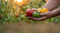 Hands holding fresh colorful heirloom tomatoes in garden during golden hour sunset. Organic farming harvest concept for healthy eating and sustainable agriculture.