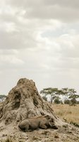 African elephant resting beside large termite mound in savanna grassland with acacia trees under cloudy sky for wildlife and nature content.