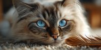 Adorable fluffy kitten with striking blue eyes lying on soft carpet, showcasing beautiful fur patterns and whiskers in cozy indoor setting for pet lovers.