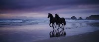 Two horses galloping along ocean beach at sunset with dramatic purple sky and sea stacks in background, silhouetted against colorful twilight horizon.