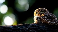 Spotted owl parent and chick nestled together on tree branch at sunset with soft bokeh background creating magical nature moment in wildlife photography.