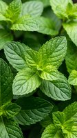 Fresh green mint leaves with detailed texture and veins growing in natural garden setting for culinary herbs cooking and aromatherapy applications.