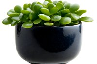 Succulent plant with round green leaves growing in modern black ceramic pot, isolated on white background for home decor and interior design projects.