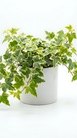 Variegated ivy plant with green and white foliage in white ceramic pot, isolated on white background, suitable for interior design, home decor, and botanical projects.