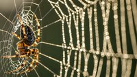 Garden spider weaving intricate web with morning dew drops creating natural geometric patterns in outdoor environment for nature photography projects.
