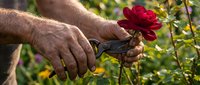 Mature male gardener with weathered hands carefully cutting vibrant red rose bloom using pruning shears in lush garden setting, showcasing horticulture and plant care.