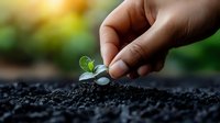 Young green seedling emerging from soil as gentle hand plants seed, representing growth, nurturing and new beginnings in agriculture and gardening concept.