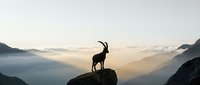 Mountain goat silhouette standing on rocky cliff edge during golden hour sunrise with misty valley and mountain ranges in background for outdoor adventure concepts.