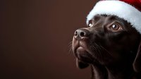Chocolate Labrador wearing red Santa hat looking up with hopeful expression against dark brown background, festive holiday pet portrait.