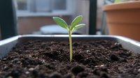 Young green seedling emerging from rich dark soil in gardening container, showing early plant growth stages against blurred background. Suitable for growth concepts.