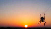 Spider silhouette hanging from web against golden sunset sky. Nature wildlife photography for outdoor adventure and arachnid educational content.