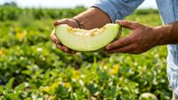 Farmer holding fresh ripe melon slice in agricultural field during harvest season, showcasing organic produce quality and farming lifestyle.