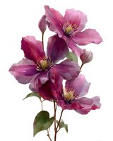 Pink purple clematis flowers with green leaves isolated on white background for floral design and botanical decoration projects.