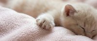 White kitten sleeping peacefully on soft pink blanket, relaxed pet resting indoors for animal care and comfort themes.