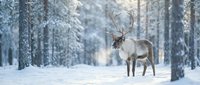Majestic reindeer standing in snowy winter forest with frosted trees. Wildlife photography capturing arctic nature and seasonal wilderness beauty.