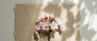 Pink and white flowers in glass vase on textured beige surface with natural sunlight and leaf shadows creating minimalist home decor aesthetic.