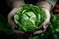 Fresh green butter lettuce head held gently in cupped hands against dark background, highlighting organic produce and sustainable agriculture concept.