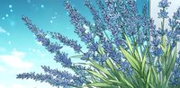 Blooming lavender flowers against turquoise sky with bokeh effect. Purple aromatic herbs and green leaves create tranquil summer garden scene. Suitable for wellness and spa designs.
