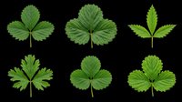 Six green strawberry leaves isolated on transparent background, ready for stickers, clipart, t-shirt design, print on demand, and sublimation projects.
