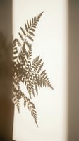 Delicate fern leaf shadows cast on neutral wall creating organic botanical silhouette pattern for natural home decor and wellness design concepts.