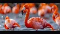 Vibrant orange flamingo standing in shallow water with flock in background, graceful neck curved against blurred natural setting, showcasing exotic bird behavior.
