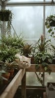 Fluffy orange tabby cat sitting among lush green plants in bright greenhouse with natural lighting creating peaceful indoor garden atmosphere.
