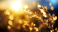 Golden grass silhouette against blurred bokeh lights at sunset creates dreamy natural atmosphere with warm glowing background and magical evening mood.