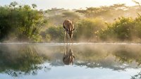 Elephant drinking at waterhole with perfect reflection during golden hour sunrise in African savanna wilderness creating serene wildlife photography moment.