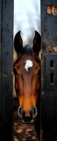 Bay horse with white blaze peering through weathered black stable doors, showing equine head and neck in portrait composition for equestrian and farm themes.