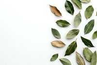 Fresh and dried bay leaves scattered on white background with copy space, flat lay composition for culinary and aromatic design elements.