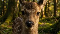 Young deer fawn portrait in natural forest habitat with dappled sunlight filtering through trees creating warm golden lighting atmosphere.