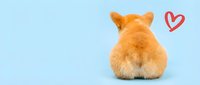 Adorable orange corgi puppy sitting with back view showing fluffy fur and heart symbol on pastel blue background for pet love concepts.