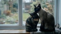 Two cats sitting together on a windowsill during rainy weather, looking outdoors at autumn scenery. One tabby and one black and white feline companion indoors.