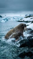 Walrus emerging from icy waters with dramatic splash near rocky shore in polar landscape with icebergs and snow-covered mountains under stormy sky.