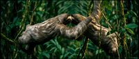 Brown sloth hanging from tree branches in lush tropical rainforest canopy. Slow-moving mammal in natural jungle habitat for wildlife and nature content.