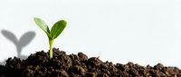 Young green plant seedling emerging from dark fertile soil against clean white background symbolizing new life, growth, and environmental sustainability.