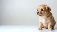 Adorable golden brown puppy sitting on white surface against neutral background for pet care and animal lover designs.