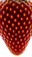 Close-up of fresh red strawberry with glowing seeds isolated on white background, suitable for food, nutrition, and healthy eating designs.