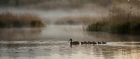 Silhouette of duck family swimming across misty lake at dawn with tall reeds and golden light reflecting on calm water surface creating peaceful wetland scene.
