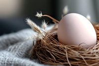 Single white egg resting in woven nest with dried grass and feathers, symbolizing new life, spring renewal, and Easter themes for greeting cards and seasonal designs.